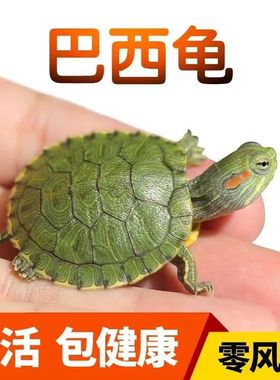 黄金巴西龟情侣乌龟一对情侣绿色小乌龟大龟宠物观赏龟浅水龟公龟