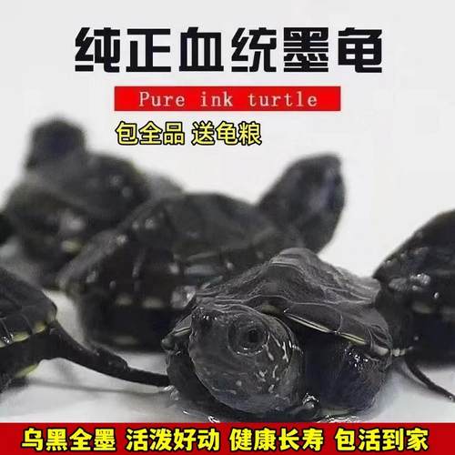 外塘墨龟宠物活体长寿龟