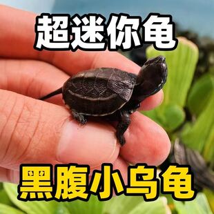 迷你小墨龟活体宠物外塘深水顶墨龟苗中华草龟金线小乌龟情侣龟
