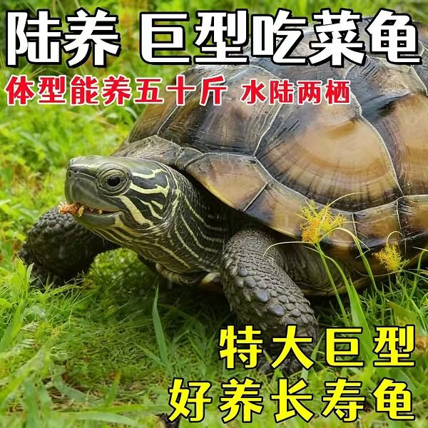 陆地巨型菜龟特大草龟便宜乌龟幼小乌龟活物宠物龟苗子大型下蛋龟