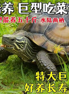 陆地巨型菜龟特大草龟便宜乌龟幼小乌龟活物宠物龟苗子大型下蛋龟