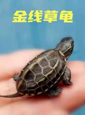 金线草龟活体宠物长寿乌龟外塘冷水中华草龟观赏小墨龟黑腹深水龟
