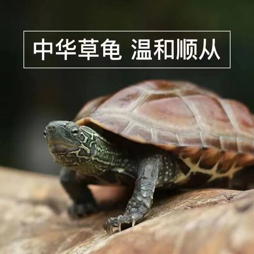 中华草龟活体小乌龟黑腹全墨顶墨苗宠物外塘深水龟冷水观赏大龟苗