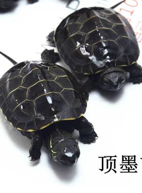 顶墨苗活体小乌龟黑腹全墨中华草龟宠物外塘深水龟冷水观赏大龟苗