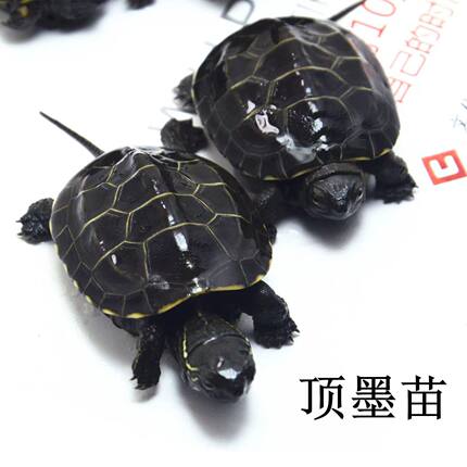 顶墨苗活体小乌龟黑腹全墨中华草龟宠物外塘深水龟冷水观赏大龟苗