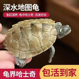深水地图龟观赏宠物龟乌龟活物小乌龟鱼缸混养密西西比地图龟苗