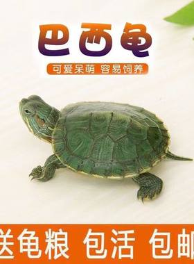 黄金巴西龟情侣乌龟一对情侣绿色小乌龟大龟宠物观赏龟浅水龟公龟