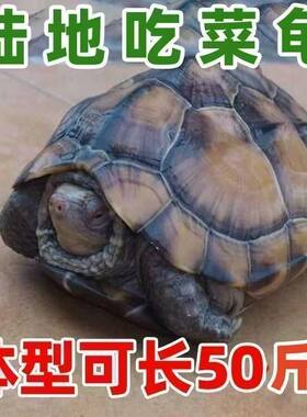 陆地巨型菜龟特大草龟便宜乌龟幼小乌龟活物宠物龟苗子大型下蛋龟