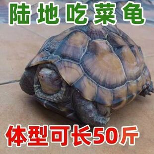 陆地巨型菜龟特大草龟便宜乌龟幼小乌龟活物宠物龟苗子大型下蛋龟