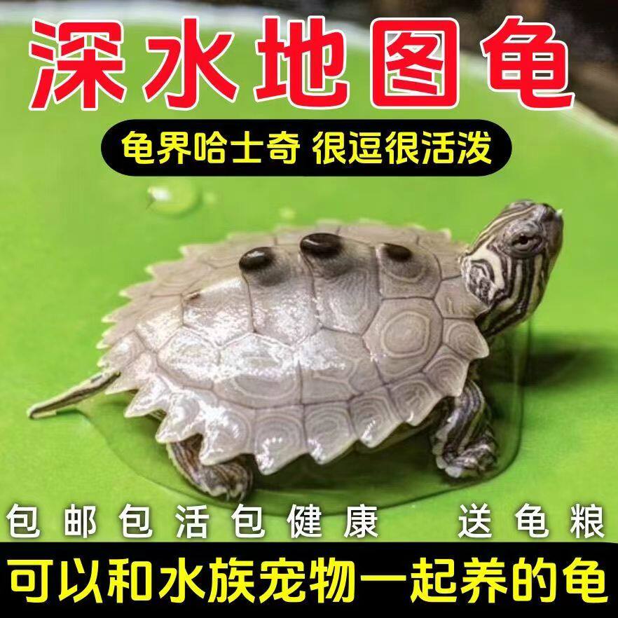 深水地图龟观赏宠物龟乌龟活物小乌龟鱼缸混养密西西比地图龟苗