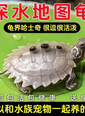 深水地图龟观赏宠物龟乌龟活物小乌龟鱼缸混养密西西比地图龟苗