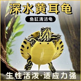 深水黄耳龟迷你宠物招财鱼缸清洁混养活物冷水龟苗龟粮观赏乌龟