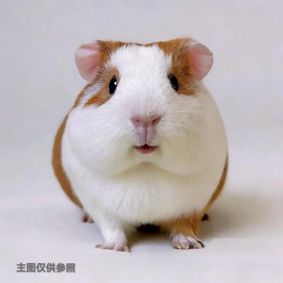 荷兰猪活物豚鼠公仔活体彩豚活宠猪妞天竺鼠彩豚家养鼠兔家养繁殖