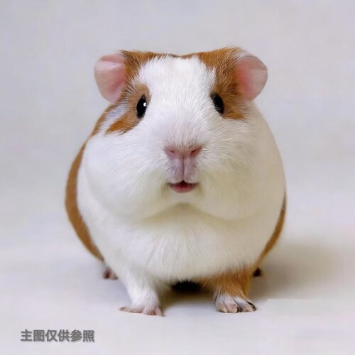 荷兰猪活物豚鼠公仔活体彩豚活宠猪妞天竺鼠彩豚家养鼠兔家养繁殖