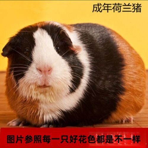 成年荷兰猪活体繁殖大豚鼠荷兰鼠活物豚鼠天竺鼠家养荷兰兔猪宠物