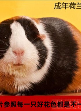 成年繁殖活物家养荷兰猪