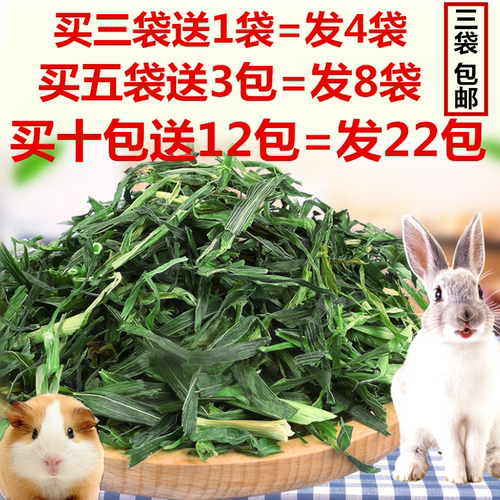 兔草荷兰猪牧草兔草大燕麦草磨牙