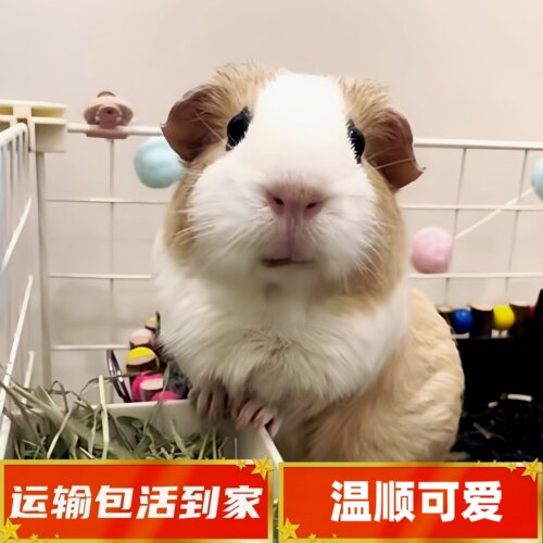 荷兰猪活体宠物活体包活