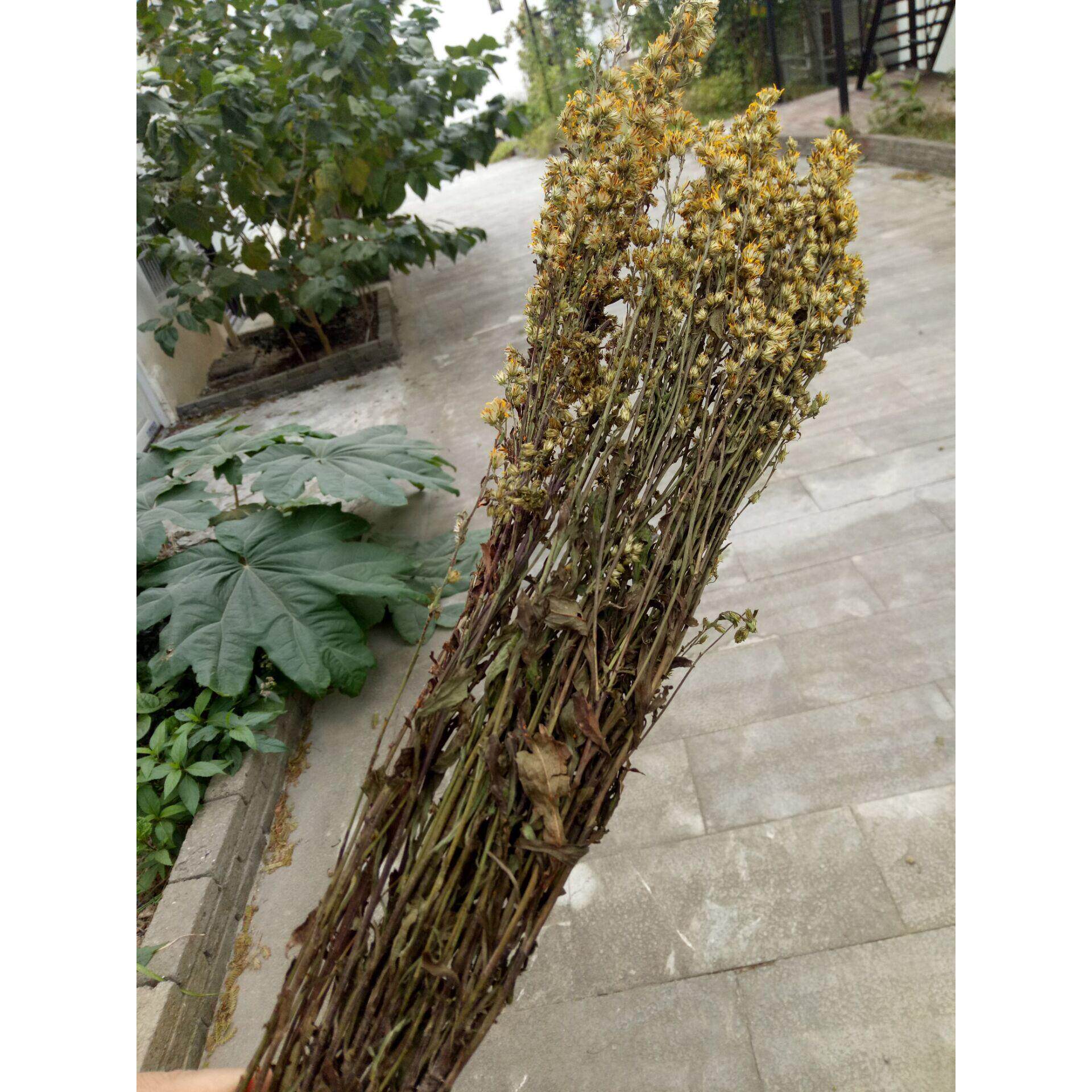 中药材新货浙江一枝黄花 金锁钥老虎尿一支黄花全草带根500克