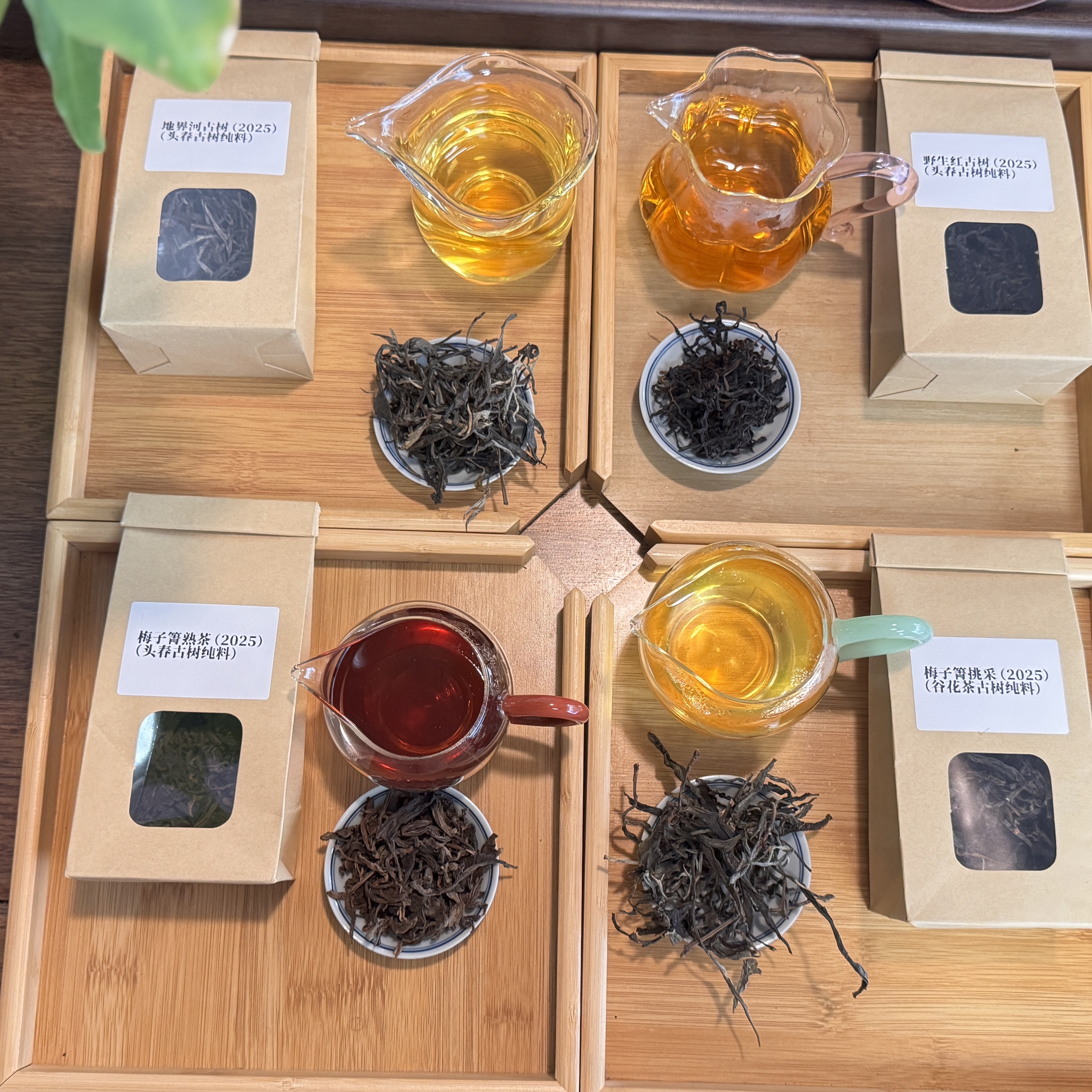 《怕踩坑》梅子箐熟+地界河+梅子箐秋+野生红（各两泡）