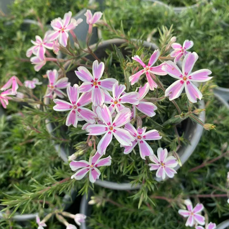 芝樱花丛生福禄考花苗庭院室外花卉绿化春季爆花四季常绿好养容易-封面