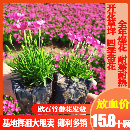 五彩石竹花苗多少钱 五彩石竹花苗价格 小麦优选