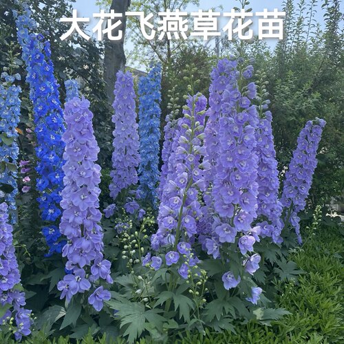 大花飞燕草盆栽花园三剑客花苗多年生耐寒耐热庭院花园花卉植物