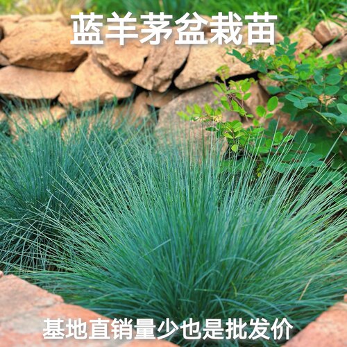 蓝羊茅盆栽景观绿化观赏四季室外庭院易活耐寒耐热盆栽