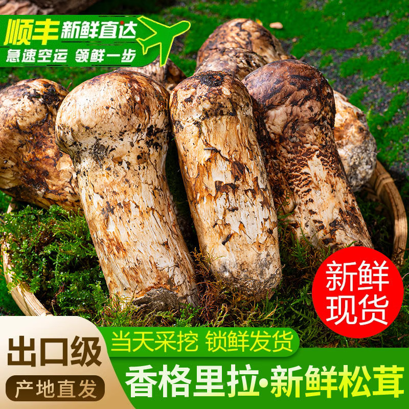 野生松茸新鲜现挖顺丰包邮