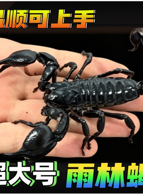 亚洲雨林蝎无毒蝎子超大宠物黑蝎子活体18cm温顺可上手爬虫包活