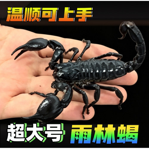 亚洲雨林蝎无毒蝎子超大宠物黑蝎子活体18cm温顺可上手爬虫包活