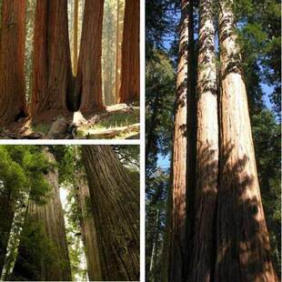 杉木种子 美国巨型红杉树种子 莎木杉树种子 北美沙树巨大高的树