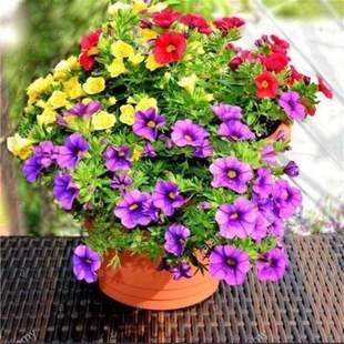 矮牵牛种子四季易种花种子室内阳台盆栽植物花卉种籽易活牵牛花籽