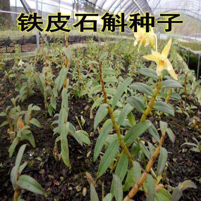 新采材种子 铁皮石斛种子 霍山石斛 铁皮枫斗种子