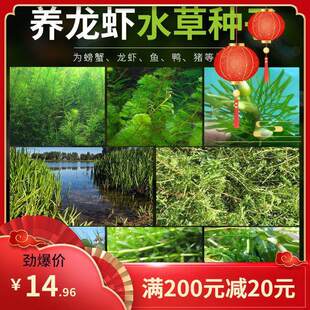 养龙虾水草种子虾草鱼虾饲料吃不败轮叶黑藻苦草狐尾草伊乐藻草籽