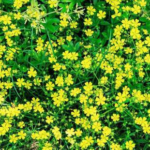 委陵菜种籽白头翁种子蛤蟆草种子庭院多年生景观地被植物耐寒耐阴