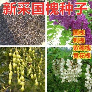 国槐树种子速生国槐树种子黄花槐黄金槐种刺槐种子紫穗槐刺槐树籽