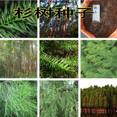 云杉种子木刺水沙银松柳