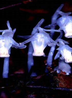 水晶兰种子 幽灵花 奇特兰花 阳台盆栽植物 稀有珍贵奇葩植物