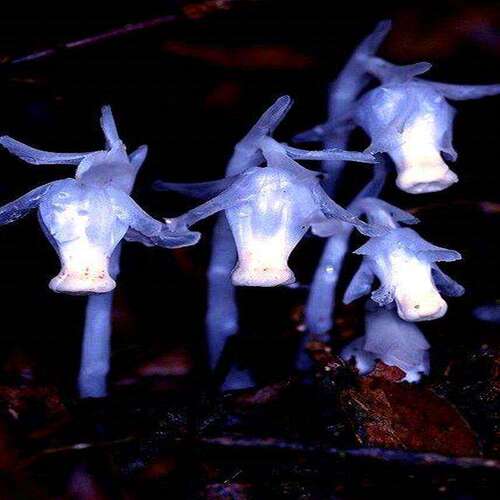 水晶兰种子幽灵花奇特阳