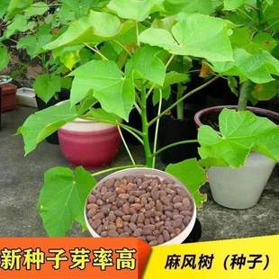 麻风树种子苗木种子麻风树种子 桐油树种子能源树柴油树 林木种子