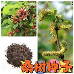 桑树种子大叶强农桑蚕桑子养蚕桑饲料桑桂桑 四季种植野生桑葚子