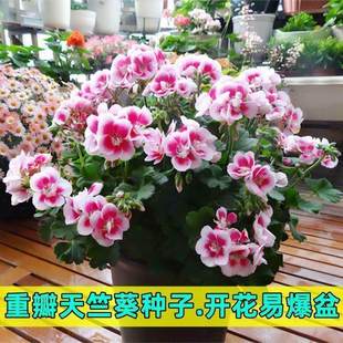 重瓣天竺葵种子四季易活室内洋绣球花种子观花盆栽花卉阳台庭院籽