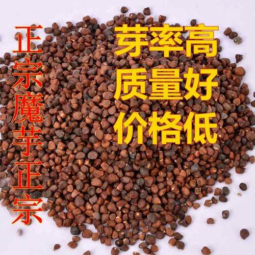 正宗云南花魔芋种子高产一