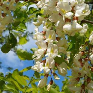 新采刺槐种子 白花刺槐树种子紫穗槐 洋槐 黄花槐种子蜜蜂采蜜槐