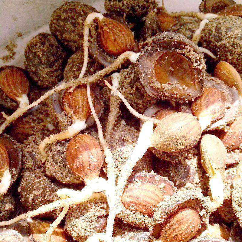 毛桃种子毛桃核桃育苗占地嫁接果树砧木核桃芽山桃山杏毛桃树种籽