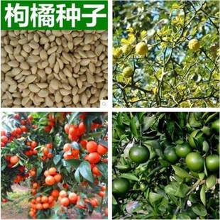 枳壳枸橘种子香橙篱笆墙香泡香橼红桔橘嫁接柑橘小叶香橙软枝种籽