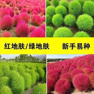 红叶地肤种子绿叶地肤草种子地麦铁扫帚苗菜种子庭院室外花籽种子
