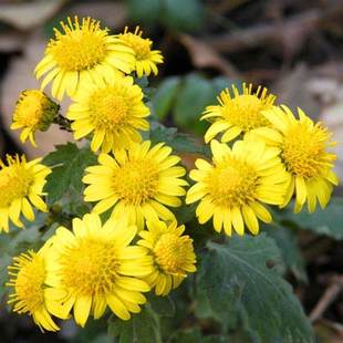 甘野菊花种子小菊花泡茶四季盆栽野生荒山菊花黄色多年生花种籽子