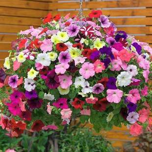 矮牵牛花种子阳台垂吊牵牛花种子四季开花种易活花卉庭院花种籽子